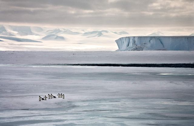 A Penguin's Life: Running to See, Ross Sea, Antarctica 2006 (photo © Camille Seaman)
