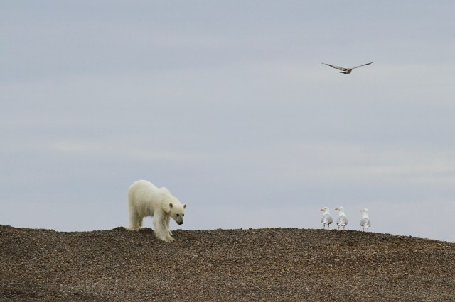 Melting Away: Polar Bears on Thin Ice, Svalbard, June 2010 (photo © Camille Seaman)