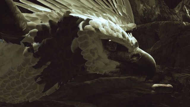 The harpy eagle from "Inside Tumucumaque" (© Interactive Media Foundation)